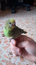 Pappagalli allevati a mano