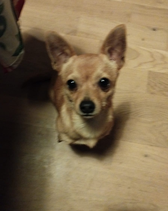 Chihuahua