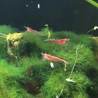 Caridine Red Cherry - allevate in acquario