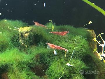 Caridine Red Cherry - allevate in acquario