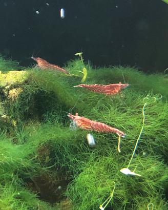 Caridine Red Cherry - allevate in acquario