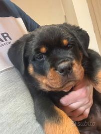 Cuccioli rottweiler con pedigree