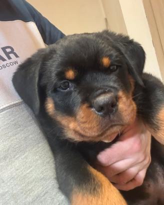 Cuccioli rottweiler con pedigree