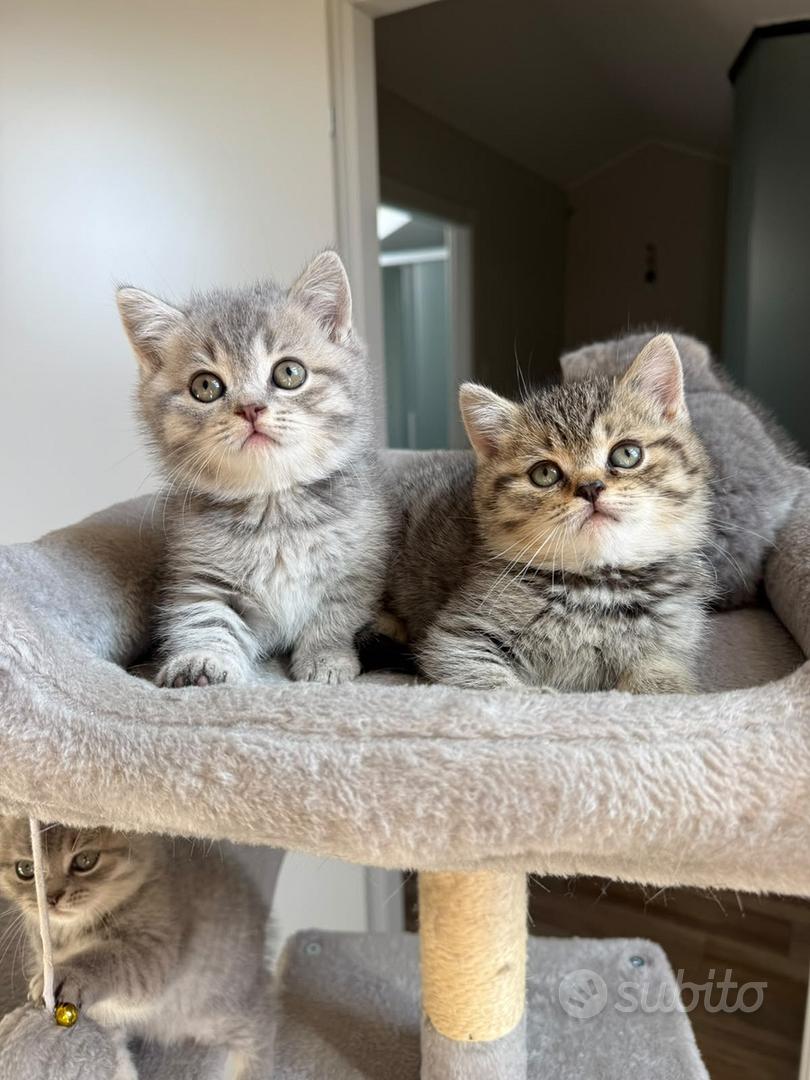 Femmine scottish fold straight e tabby - Animali In vendita a Milano