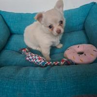 Dolci cuccioli di chihuahua a pelo lungo