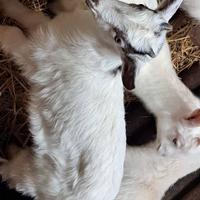 Due caprette femmine con corna (nate quest'anno)