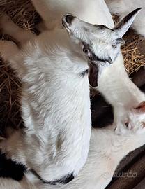 Due caprette femmine con corna (nate quest'anno)