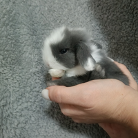 Mini Lop conigli nani