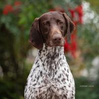 Stupendo maschio di Kurzhaar per monta