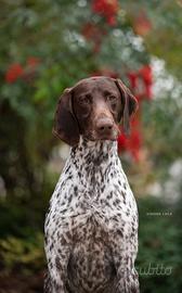 Stupendo maschio di Kurzhaar per monta