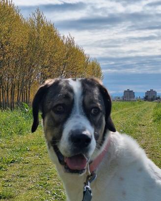 Cane femmina 21 mesi