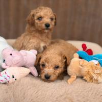 Cuccioli di maltipoo