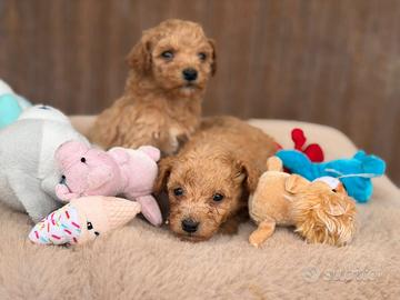 Cuccioli di maltipoo
