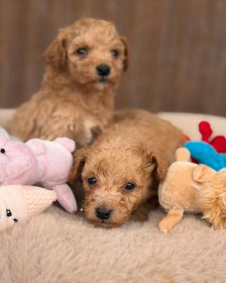 Cuccioli di maltipoo