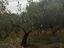 Immagine 5