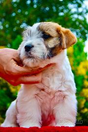 Cuccioli Jack Russell Allevamento