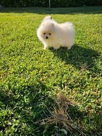 Volpini spitz di pomerania