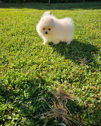 Volpini spitz di pomerania