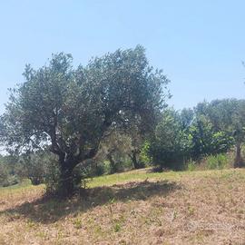 Terreno edificabile panoramico con uliveto