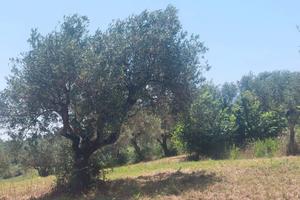 Terreno edificabile panoramico con uliveto