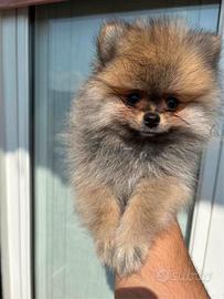 Cuccioli nani di volpino della Pomerania