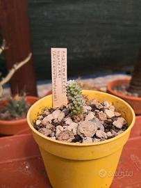 Anacampseros baeseckei (3° esempl.)