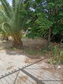 Rif.3650TG86278| terreno agricolo caltanissetta