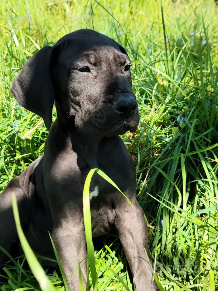 Cartello Personalizzato 'Attenti Al Cane' Con Alano Argentino, Targa 3D In PVC Per Esterno, Preforata Con Viti Inox, Made In France - 2