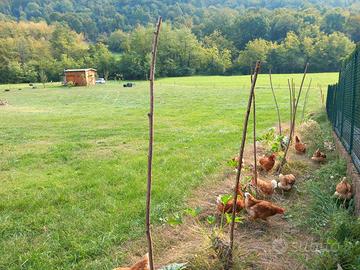 Terreno agricolo con casetta in legno