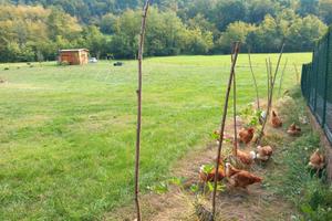 Terreno agricolo con casetta in legno