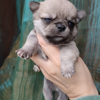Chihuahua linea russa