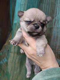 Chihuahua linea russa