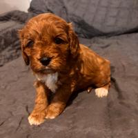 Cucciolo di CavaPoo