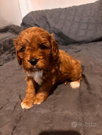 Cucciolo di CavaPoo