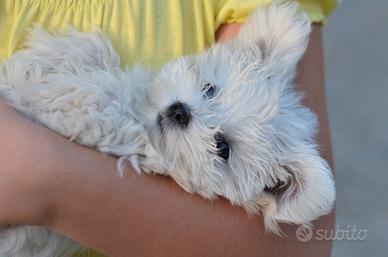 Cucciolo Maltese