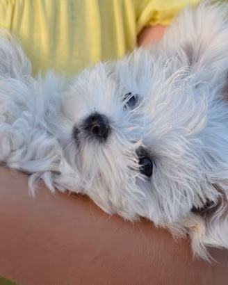 Cucciolo Maltese