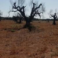 Terreni agricoli in Ruffano