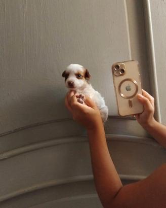 Cucciolo Maltipoo mini toy da borsetta 
