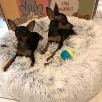 Pinscher cuccioli adorabili