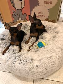 Pinscher cuccioli adorabili