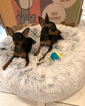 Pinscher cuccioli adorabili