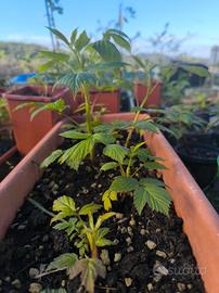 piante di lampone aut