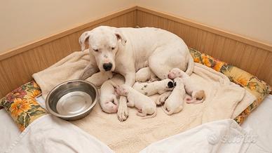 Cuccioli di Dogo Argentino disponibili