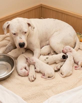 Cuccioli di Dogo Argentino disponibili