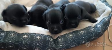 Cuccioli di Staffy / Staffordshire Bull Terrier