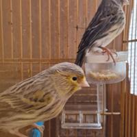 Canarine femmine novelli 2025