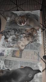 Animali