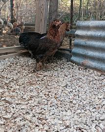 araucana