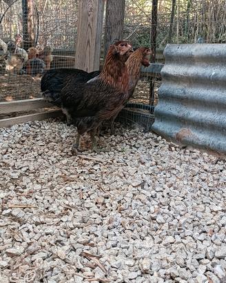 araucana