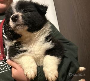 Cuccioli di Border Collie